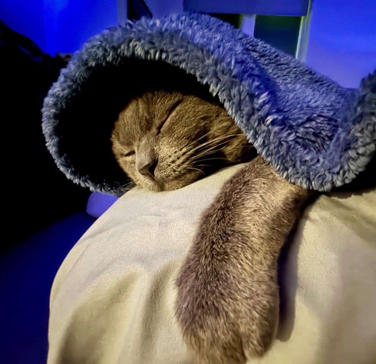 Carbon tucked in and cozy