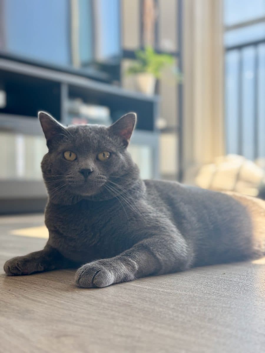 Carbon lounging in the afternoon sun