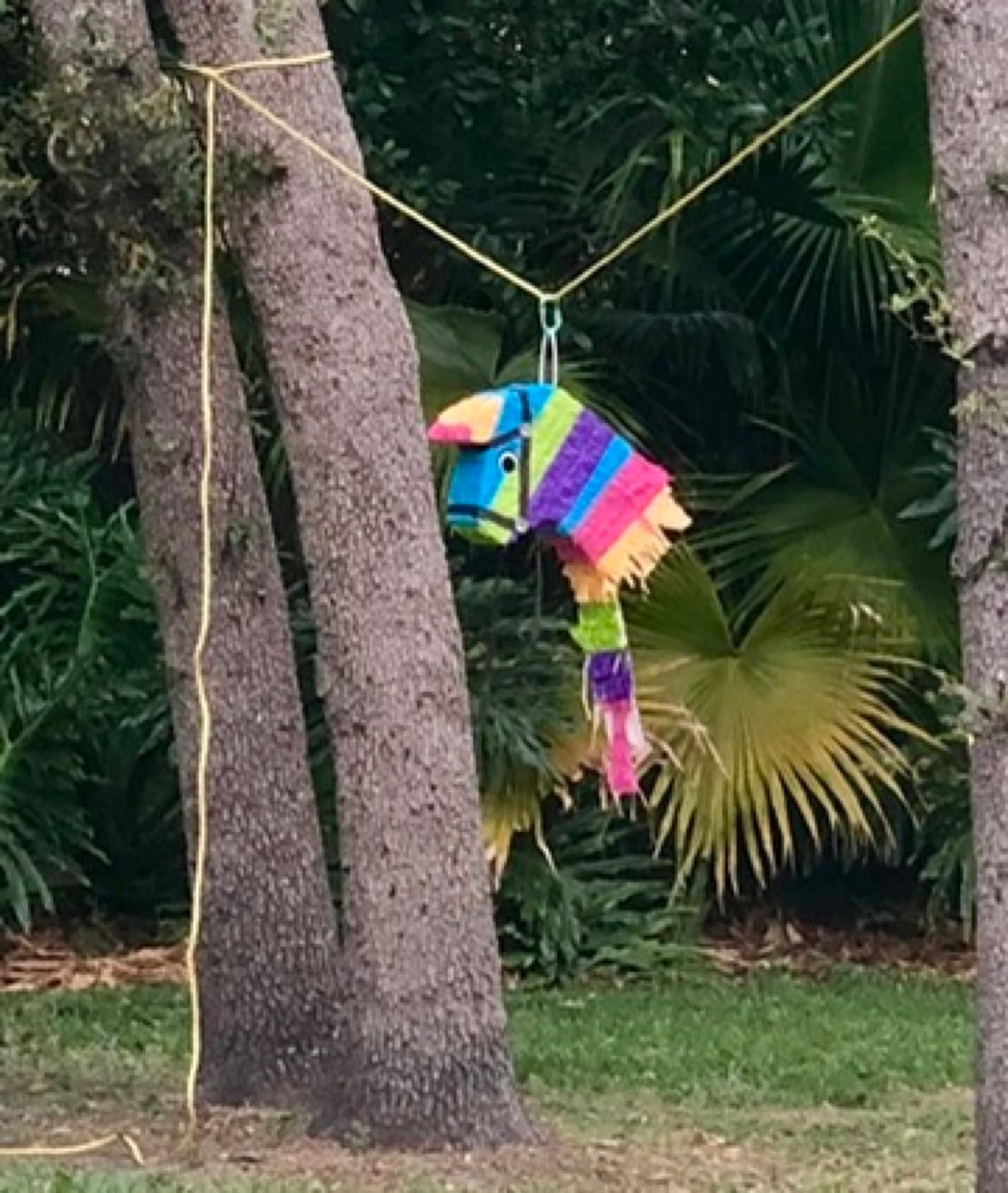 Cinco de Mayo piñata in a Clearwater backyard